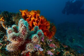 Exploração Subaquática para Mergulhadores Certificados | Anthia Diving Center, Sesimbra (Setúbal)