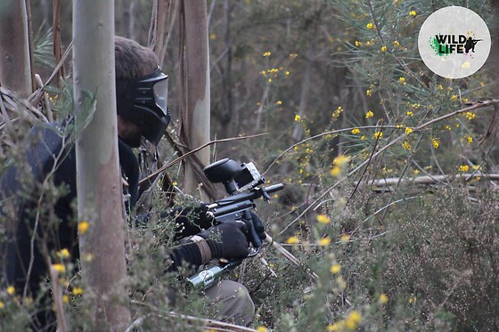 Teste a pontaria no maior campo de Paintball em Portugal | Wild Life, Penacova | Até 8 pessoas