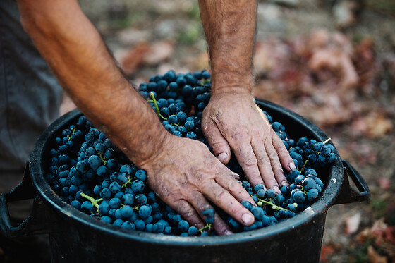 Uma visita guiada à Adega com prova de vinhos para 2 em Adega Cooperativa de Sabrosa em Sabrosa (Vila Real)
