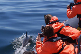 Um passeio de observação de golfinhos para 1 em Seadolphins Algarve em Portimão (Faro)