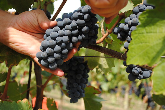 Azienda Agricola Cascina Albano S.S.A. - photo 2