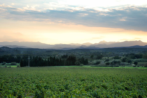 VINYES DELS ASPRES - photo 1