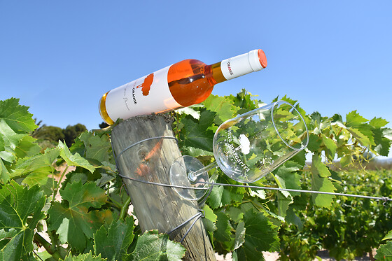 BODEGAS SANTA MARGARITA - photo 1