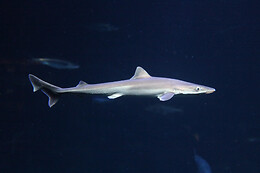 Aquarium de Paris