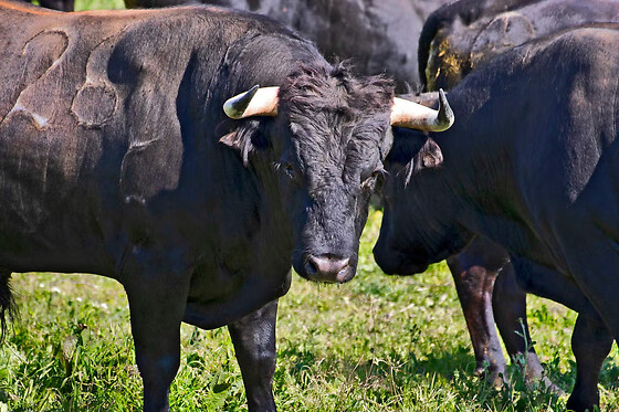 Visita à fazenda de touros bravos para 2 com a Casa Turquesa & Villas Campus na Corredoura (Santarém)