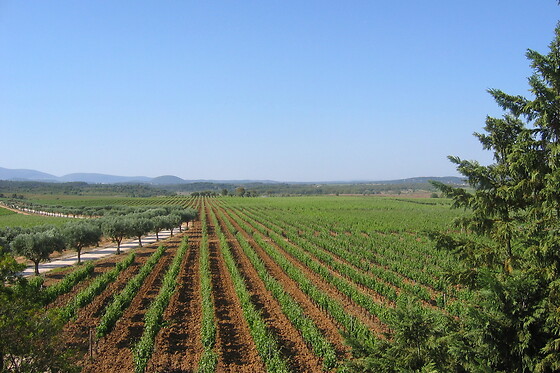 Visita à Adega + Prova de Vinhos Pinot para 2 | Quinta do Carneiro, Alenquer (Lisboa)