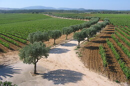 QUINTA DO CARNEIRO