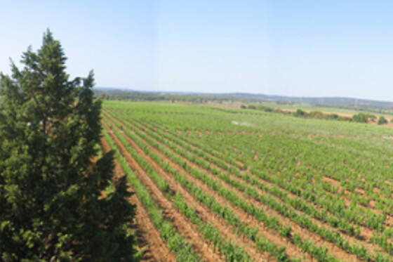 Visita à Adega + Prova de Vinhos Pinot para 2 | Quinta do Carneiro, Alenquer (Lisboa)