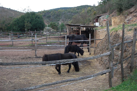 ASD La Natura A Cavallo - photo 2