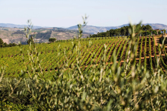 Visita Guiada + Prova de Vinhos para 2 | Quinta do Beijo, Sabrosa (Vila Real)