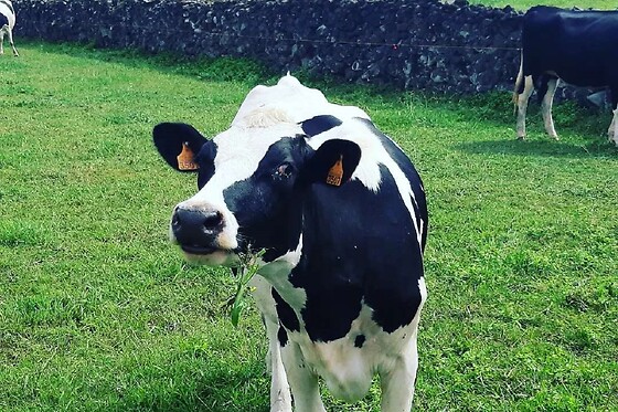 Azores Nature Tours - photo 29