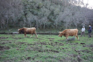 Meio dia Rural com Pastoreio para 2 em Beir'aja em Penamacor (Castelo Branco)