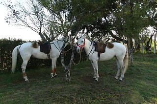 Batismo Equestre para 2 | Coudelaria Rita Cotrim, Golegã (Santarém)