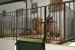Batismo Equestre para 2 | Coudelaria Rita Cotrim, Golegã (Santarém)