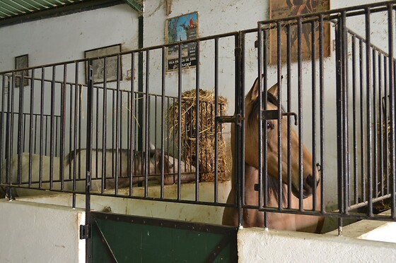 Batismo Equestre para 2 | Coudelaria Rita Cotrim, Golegã (Santarém)