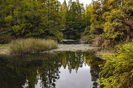 Green Generation - photo 33