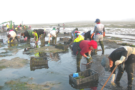 ASOC. CULT. MULLERES DO MAR DE CAMBADOS GUIMATUR (GUIMATUR) - photo 1