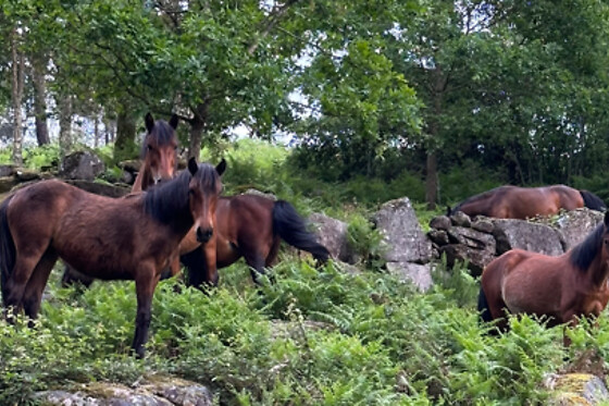 Tour de Jipe 4x4 com Guia para 1 | Lagoas e Cascatas no Parque Nacional Peneda-Gerês, 4h | Montesa (Arcos de Valdevez)