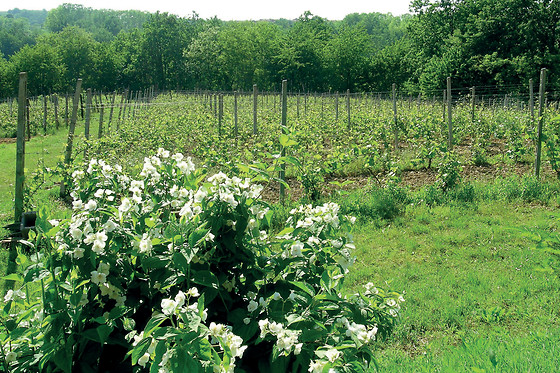 Agriturismo Tre Tigli - photo 1