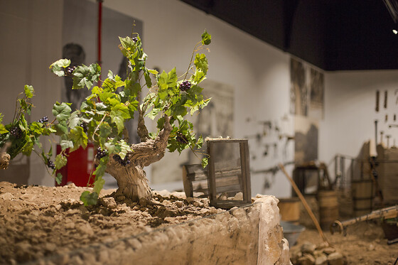 BODEGAS HACIENDA DEL CARCHE - photo 2