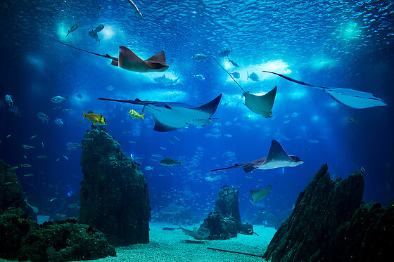 Oceanário de Lisboa - 2 bilhetes