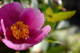 JARDIN BOTANICO DE SOLLER