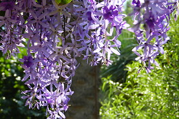 JARDIN BOTANICO DE SOLLER