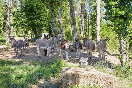 Les Anes de Forcalquier - photo 12