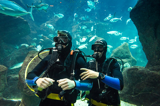 Mergulhe com tubarões e raias no Aquário da Madeira | Madeira Nature Experience - Porto Moniz