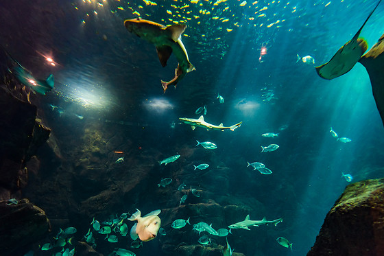 Mergulhe com tubarões e raias no Aquário da Madeira | Madeira Nature Experience - Porto Moniz