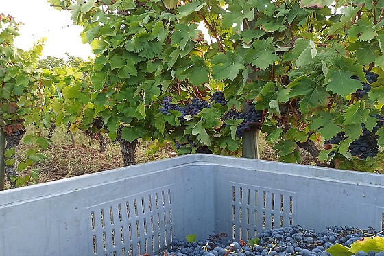 BODEGA VAL DE QUIROGA - photo 8