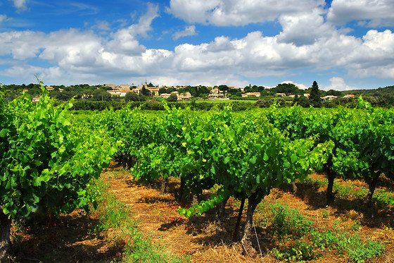 BODEGA  PIEDRA - photo 3
