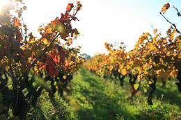Domaine Virgile Joly et Cie