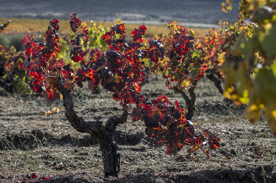 QUINTA DOS TERMOS - photo 3