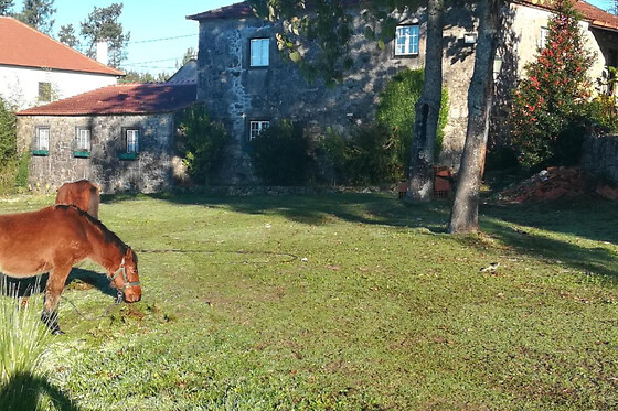 1 noite em família numa casa de pedra tradicional com animais da quinta | Quinta do Cambeiro - Paredes de Coura