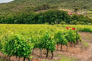 Enoturismo para 2 em Vidago | Uma noite em suite + prova de vinhos - Casa Grande do Seixo (Vila Real)