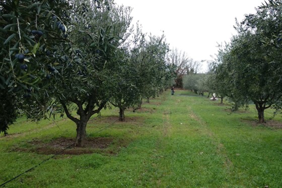 Enoturismo na Covilhã | Passeio pelas vinhas e degustação tradicional para 2 | Quinta do Tapado