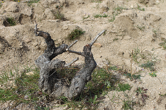 BODEGA AUMESQUET GARRIDO - photo 2