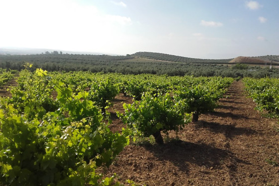 UVAS BAILEN - photo 1