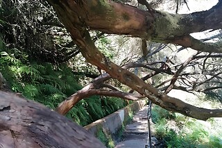 Caminhada pela Levada de Rabaçal para 1 adulto e 1 criança em Ilha Tours em Funchal (Madeira)