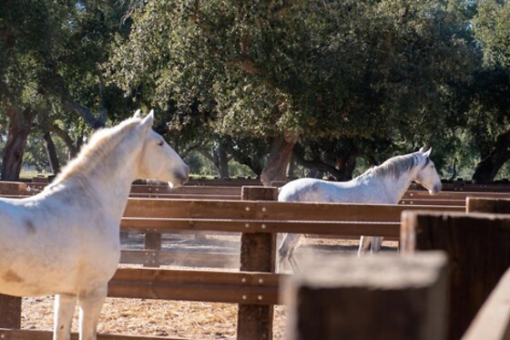 Herdade das Onzenas de Cima - photo 7